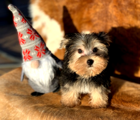 "Tiny Teacup Yorkies for Sale."