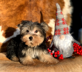 "Teacup yorkie male registed with the American Kennel Club."