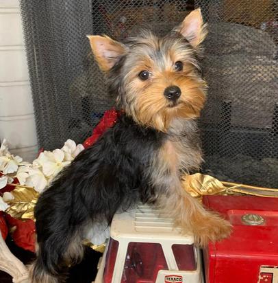 " Christmas puppies for sale in Texas available all month."