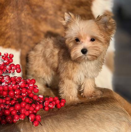 "A golden Yorkshire Terrier puppy with a shiny, silky coat, wearing an AKC tag and a microchip."