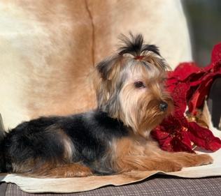 " AKC Standard sixe yorkie for sale with a great price."