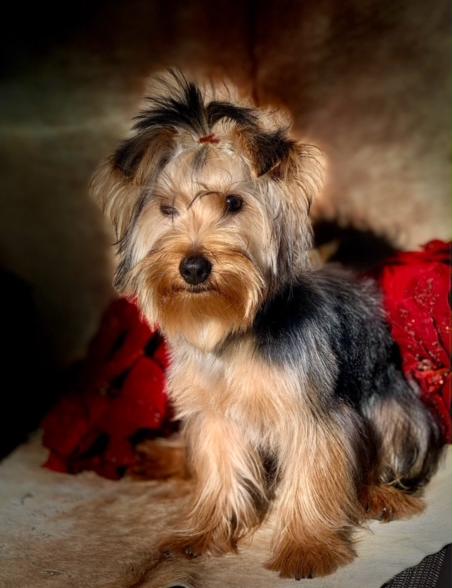 " AKC Standard sixe yorkie for sale with a great price."