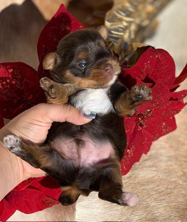 Yorkies for Sale under $1000 dollars in my area."