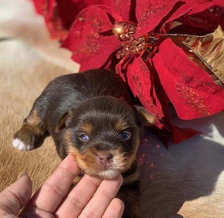 "Chocolate yorkie male for sale with excellent color."