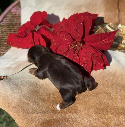 "Tiny yorkie male for sale in Texas with a great breeder."