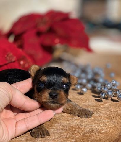 "Tiny yorkie female  for sale in Texas with a great breeder."