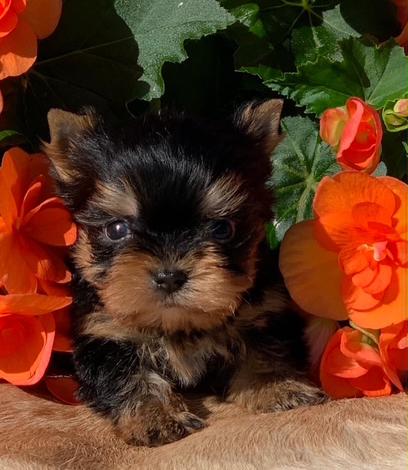 "Charming male yorkie micro teacup  AKC Yorkie, 12 weeks old, black and gold, , white on chest, looking for a loving family."