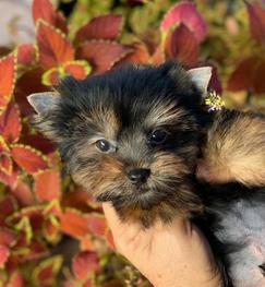 yorkie teacups excellent ears