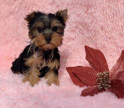 "Adorable Yorkshire Terrier puppies for sale in Texas — healthy, playful, and family-raised"
