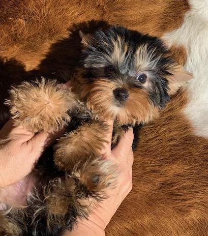 short and stocky teacup yorkie for sale in texas