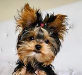 " Teacup Yorkie for Sale in, Hunters Creek Village, Piney Point Village, Bunker Hill Village, University Park , West University Place, Highland Park, Southlake, West Lake Hills, Spring Valley Village, Bellaire"