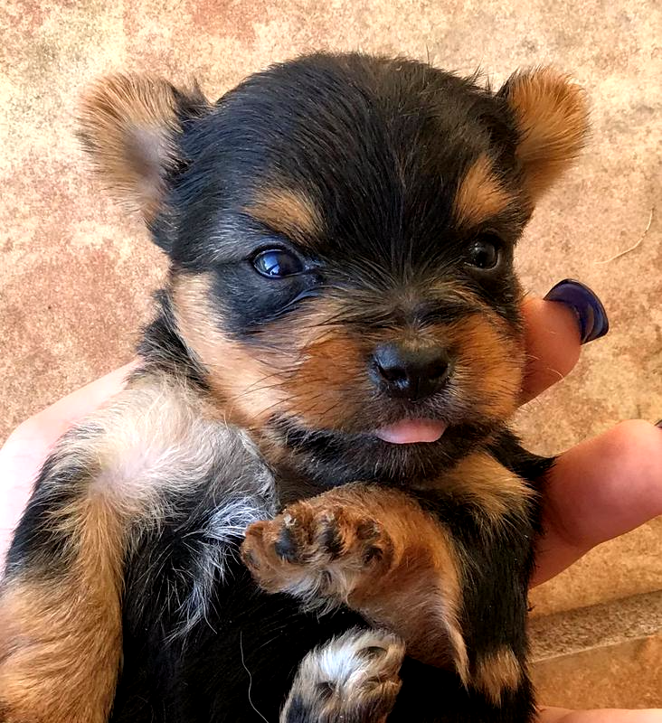 Availablepups Texas Breeder