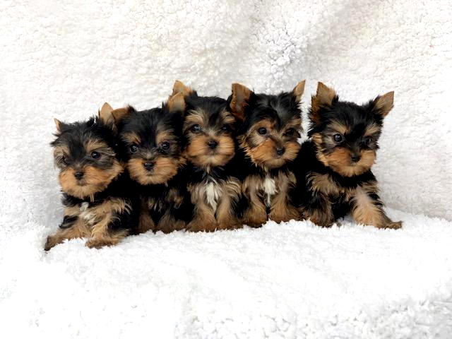 yorkie puppis for sale, teacup yorkie, best breeder for yorkies in texas