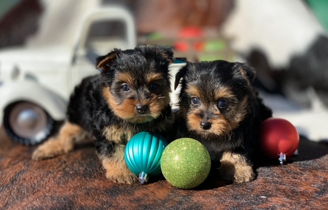 " Teacup yorkie for sale in Texas and close to Dallas or Ft Worth."