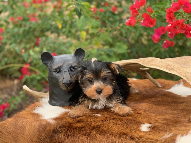 " Teacup Yorkie for Sale in, Hunters Creek Village, Piney Point Village, Bunker Hill Village, University Park , West University Place, Highland Park, Southlake, West Lake Hills, Spring Valley Village, Bellaire"