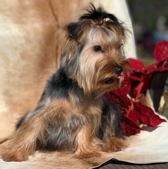 Yorkies for Sale under $1000 dollars in my area."