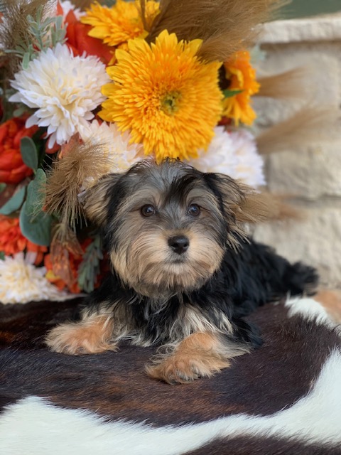 “Adorable twelve-week-old black and tan male Yorkie with big brown eyes, known for his sweet personality. He has one half parti genes and was raised by Pocketbook Pups, a reputable Texas Yorkie breeder.”