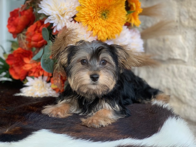 “Adorable twelve-week-old black and tan male Yorkie with big brown eyes, known for his sweet personality. He has one half parti genes and was raised by Pocketbook Pups, a reputable Texas Yorkie breeder.”