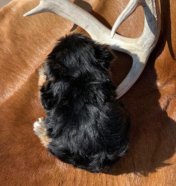 short and stocky teacup yorkie for sale in texas