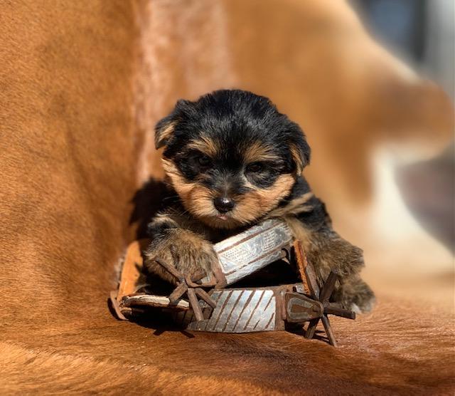 cobby body yorkie for sale in texas