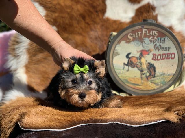 short compact yorkie puppy for sale in texas