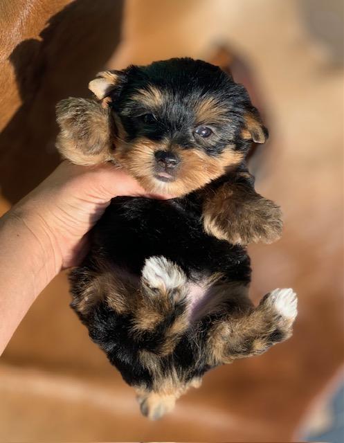 cobby body yorkie for sale in texas