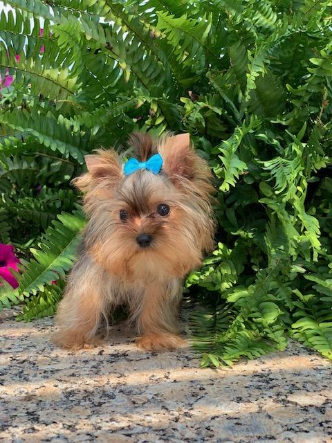 Teacup Yorkie Puppies | Yorkie Breeder | Yorkshires for Sale