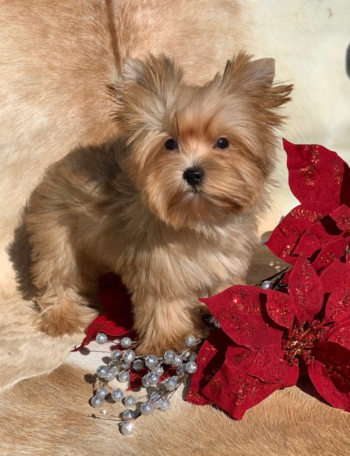 "Gorgeous Golden Yokie for sale in Georgetown Texas by red poinsettia."