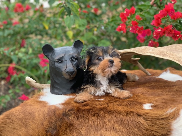 "Charming female Yorkie, 12 weeks old, non-AKC registered, looking for a loving family."