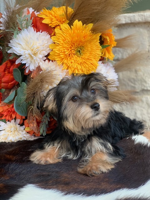 “Adorable twelve-week-old black and tan male Yorkie with big brown eyes, known for his sweet personality. He has one half parti genes and was raised by Pocketbook Pups, a reputable Texas Yorkie breeder.”